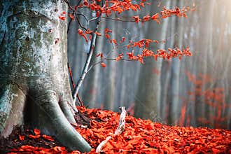 Autumn nature scene. Fantasy fall landscape. Beautiful autumnal park with red leaves and old trees