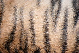 tiger fur pattern