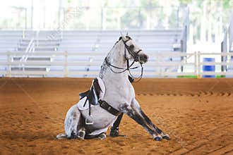 Grey dressage horse sitting