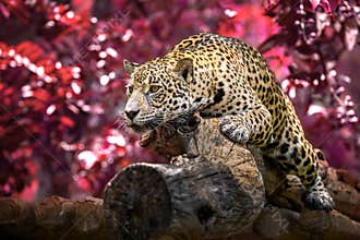 Jaguar sunbathing lie on the woods in the natural atmosphere.