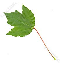 Maple Leaf isolated