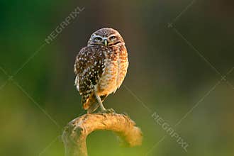 Brazil little owl. Burrowing Owl, Athene cunicularia, night bird with beautiful evening sun light, animal in the nature habitat, M
