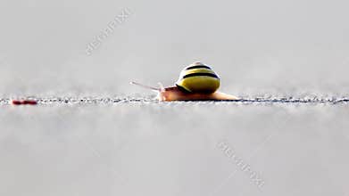 Snail on the asphalt