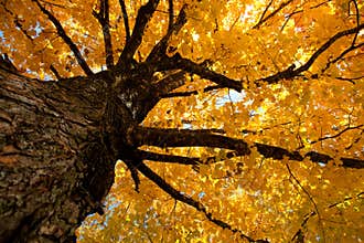 Fall leaves on a tree