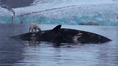 White polar bear near a dead whale in water at the rocky shore of Svalbard.