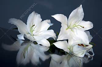 Easter lily