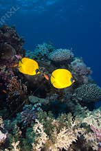 Tropical fish and coral reef