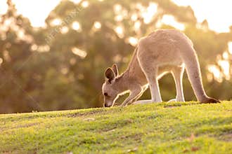 Cute backlit baby wallaby