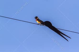 Broad tailed paradise whydah in Mapungubwe National park, South