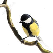 Great tit