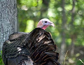 Wild Turkey in trees