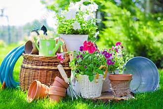 Flower Pots with flowers and gardening utensils on
