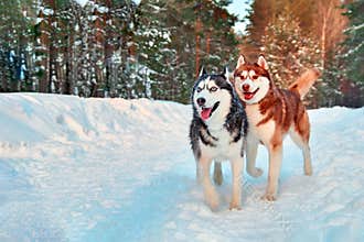 Merry Siberian husky dogs walk in winter forest. Black and white and red husky run in snowy park.