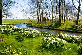 Bunches of daffodils in Keukenhof Garden, Holland
