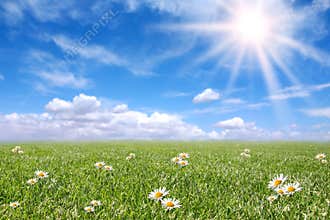 Serene Sunny Field Meadow in Spring