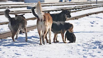 Flock of homeless wild dogs next to the railway winter. the problem of abandoned pets
