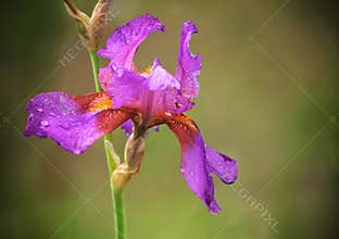 Beautiful bearded iris flower