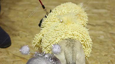 Curious pugs wearing funny suits sniffing each other, creative canine fashion