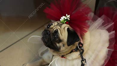 Funny fawn pug in fancy dress and accessories, dog's fashion, canine clothing