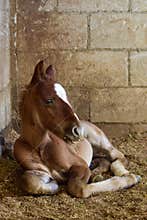 New born foal in Mexican stable