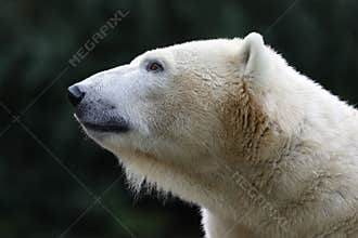 Polar bear