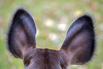 Okapi