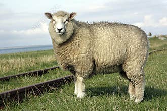 Sheep