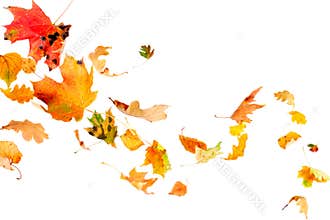 Falling Autumn Leaves