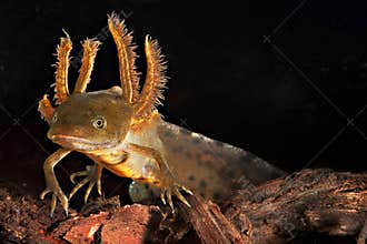 Crested newt tadpole water salamander amphibian