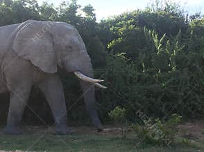 Elephant bull in Africa