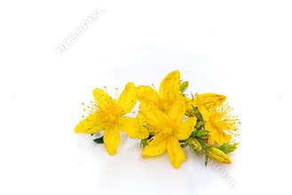 St Johns wort isolated