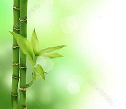 Bamboo