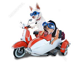 Scooter dogs