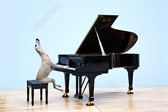 Whippet plays the grand piano