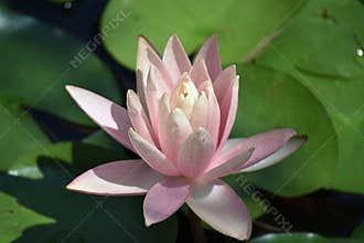 Beautiful water lilly in my garden pond in the sunshine