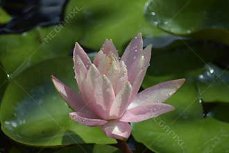 Beautiful water lilly in my garden pond in the sunshine