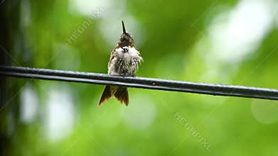 Wet Humming bird sticking out tongue on electrical wire