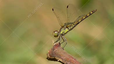 Common Darter On A Branch
