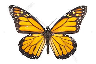 Monarch Butterfly Isolated on White