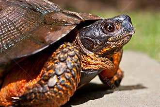 Wood Turtle