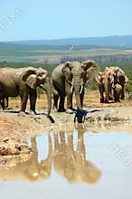 Elephant family at water hole