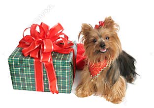 Yorkie with Christmas Gift