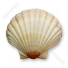 Ocean shell