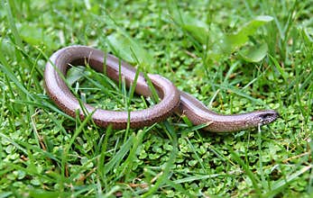 Slow Worm