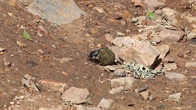 Scarab beetle struggles with manure ball, Spain