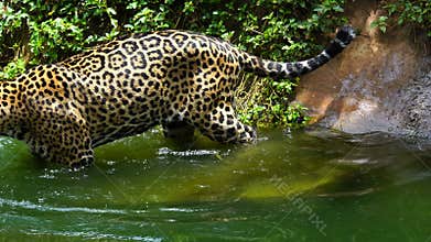 Jaguar playing in pond
