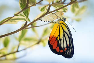 Beautiful butterfly emerged from its cocoon