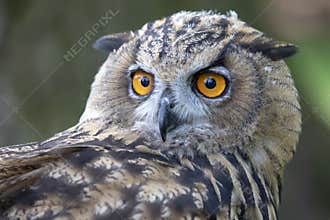 Eurasian Eagle Owl
