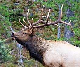 Bull Elk in Rut