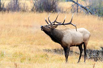 Bull Elk in Rut